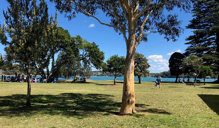 Bonnie Vale picnic area - grassy picnic area and sheltered swimming beach